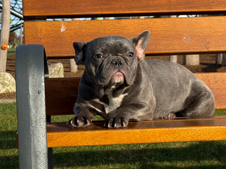 Blue/lilac Frenchie girl for sale 4