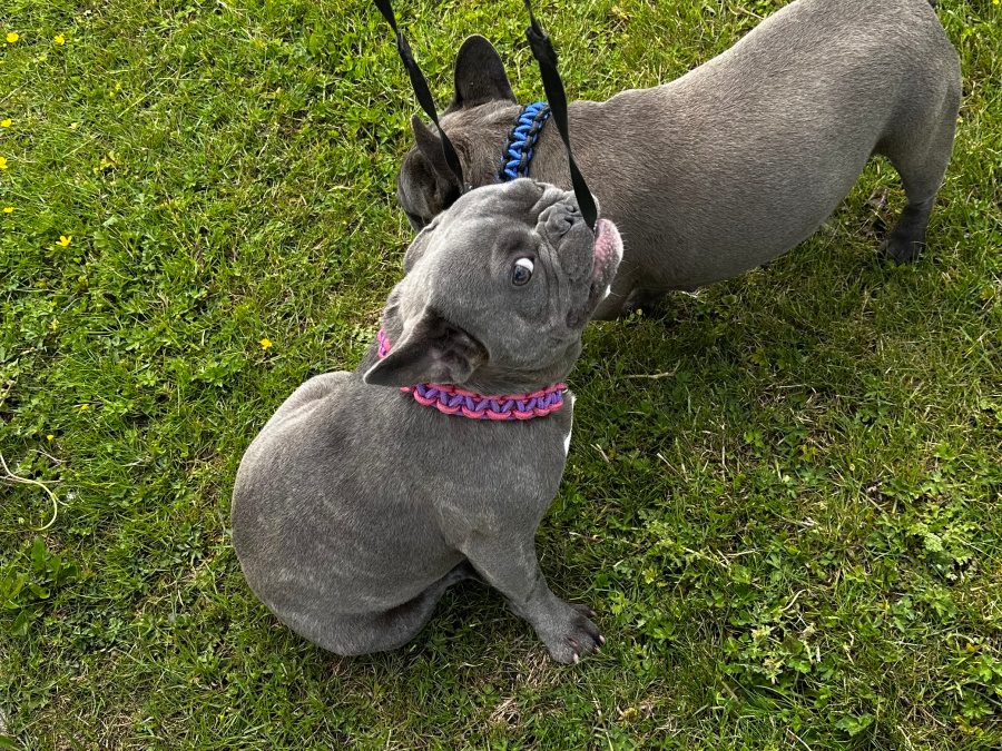 Blue/lilac Frenchie girl for sale 2