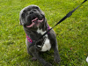 Blue/lilac Frenchie girl for sale 3