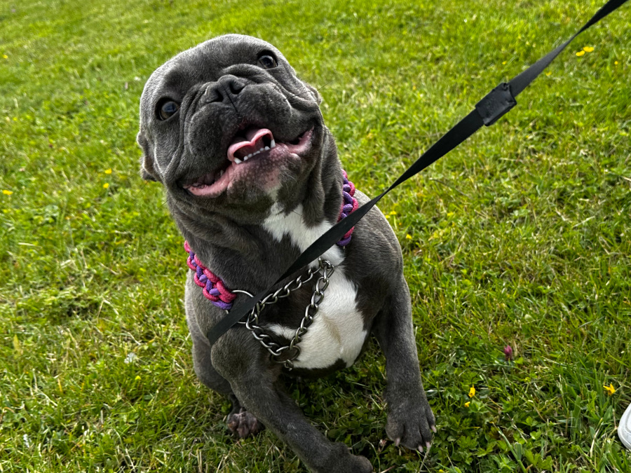 Blue/lilac Frenchie girl for sale 3