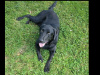 Labrador cross 4