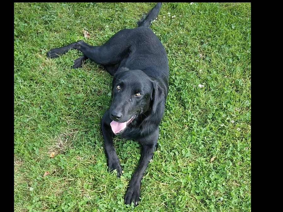 Labrador cross 4