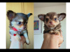 Purebred Chihuahua 2