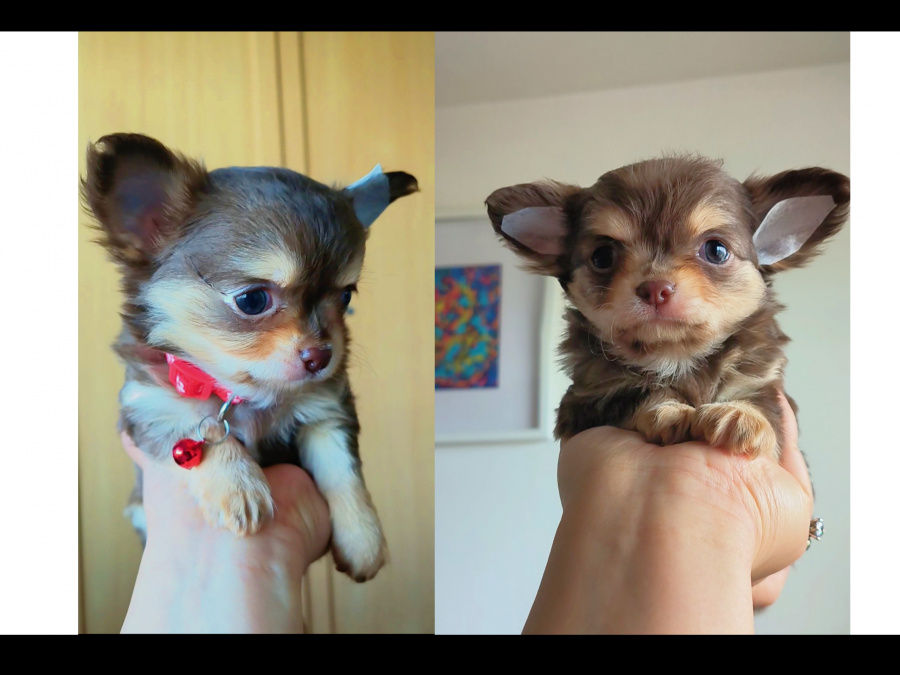 Purebred Chihuahua 2