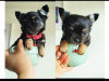 Purebred Chihuahua 4