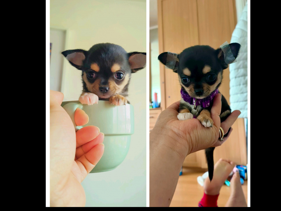 Purebred Chihuahua 3