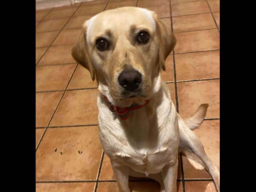 Purebred Labrador 5