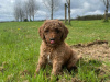 3 Standard Poodle Puppies For Sale 1