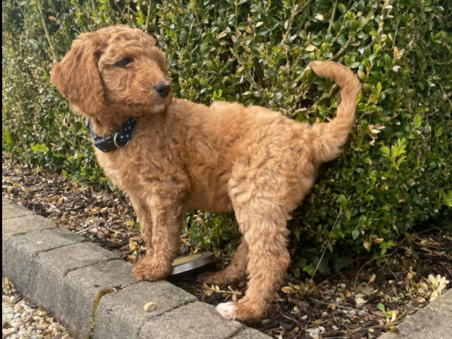 3 Standard Poodle Puppies For Sale 2