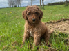 3 Standard Poodle Puppies For Sale 3