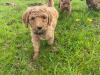 3 Standard Poodle Puppies For Sale 6