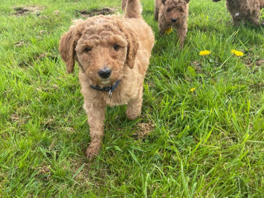 3 Standard Poodle Puppies For Sale 6