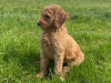 3 Standard Poodle Puppies For Sale 4