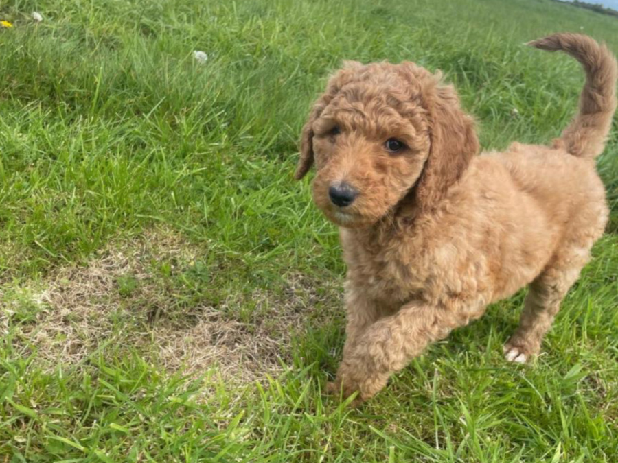 3 Standard Poodle Puppies For Sale 5