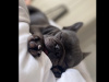 Blue/lilac Frenchie girl for sale 5