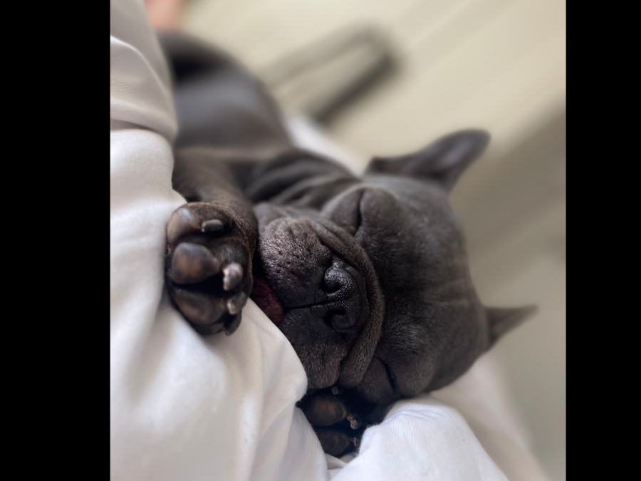 Blue/lilac Frenchie girl for sale 5