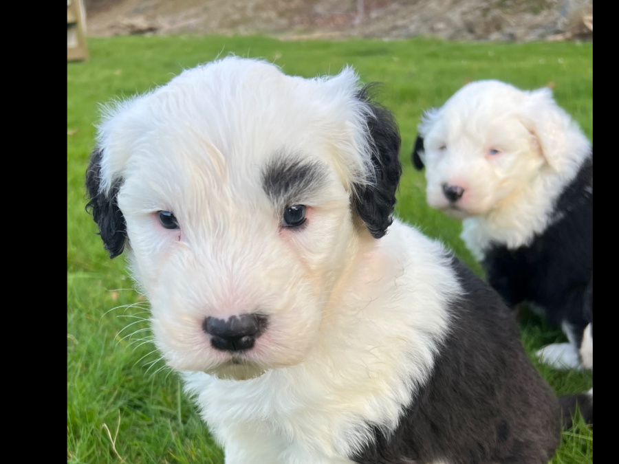IKC Registered Old English Sheepdog puppies 6