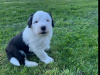 IKC Registered Old English Sheepdog puppies 4