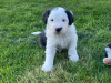IKC Registered Old English Sheepdog puppies 3