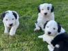 IKC Registered Old English Sheepdog puppies 2