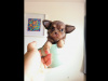 Purebred Chihuahua 1