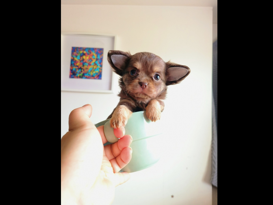 Purebred Chihuahua 1