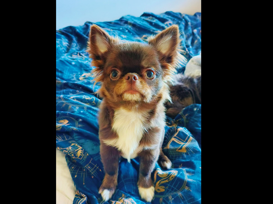 IKC registered Purebred Chihuahua for stud 0851117529