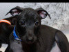 TINY ITALIAN GREYHOUNDS❤️❤️❤️❤️ 3