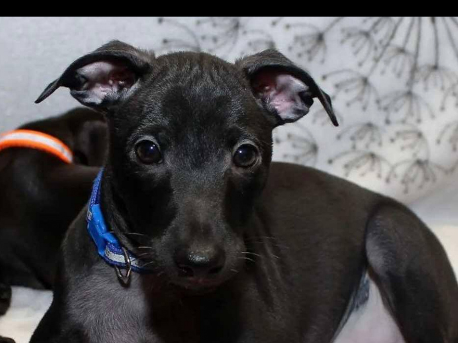 TINY ITALIAN GREYHOUNDS❤️❤️❤️❤️ 3