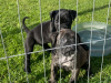 Presa Canario Pups 1