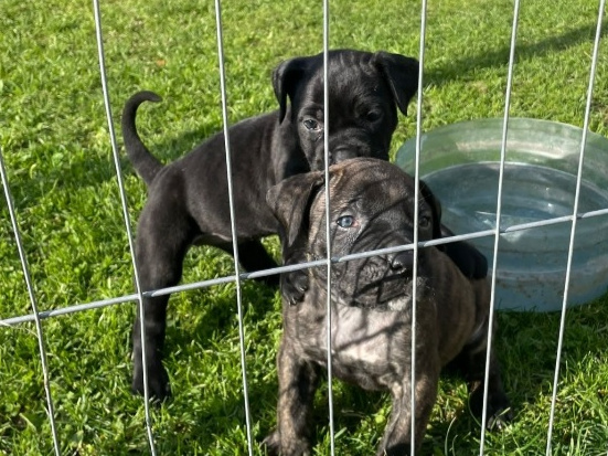 Presa Canario Pups 1