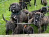 Presa Canario Pups 3
