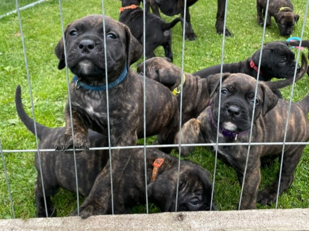 Presa Canario Pups 3