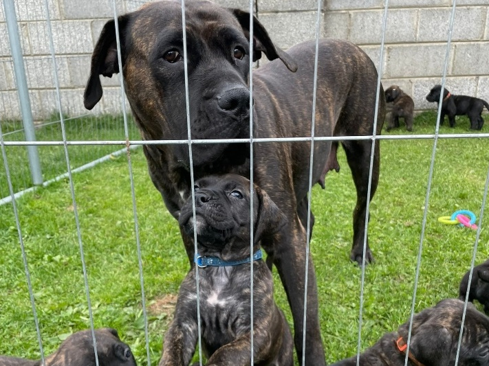 Presa Canario Pups 2