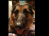 1 year 10 month old German shepherd female for sale 4