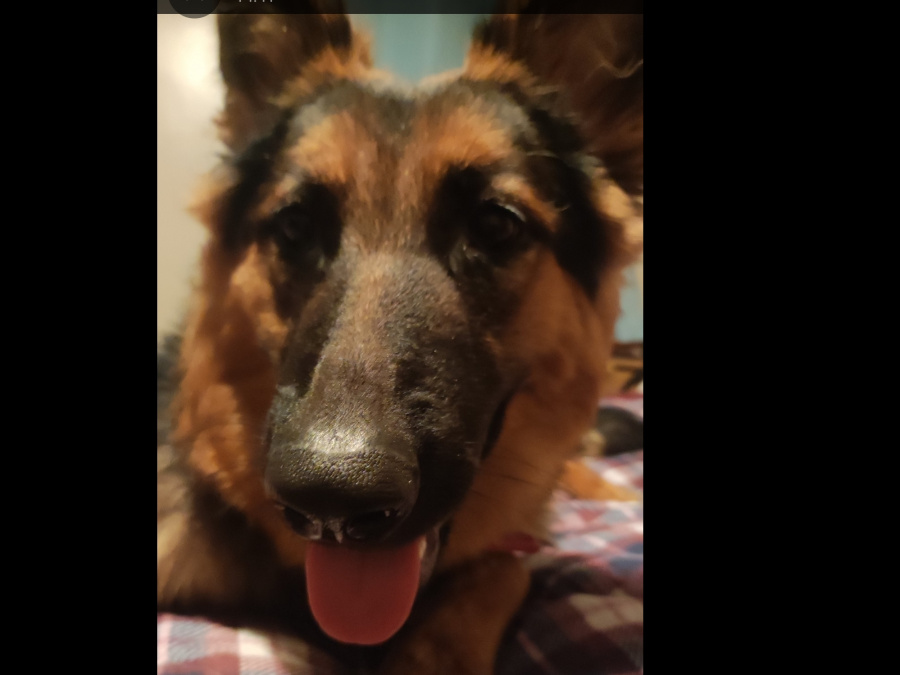 1 year 10 month old German shepherd female for sale 4
