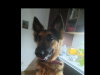 1 year 10 month old German shepherd female for sale 3
