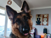 1 year 10 month old German shepherd female for sale 2
