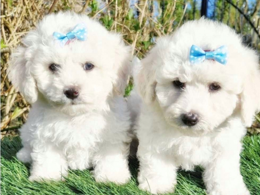 💥Pedigree Irish Kennel Club Registered Bichon Frise 3