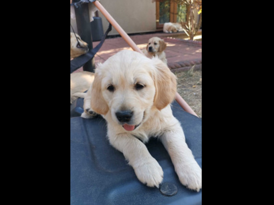 Home Train Golden Retriever Puppies for Sale
