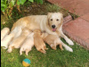 Home Train Golden Retriever Puppies for Sale 3