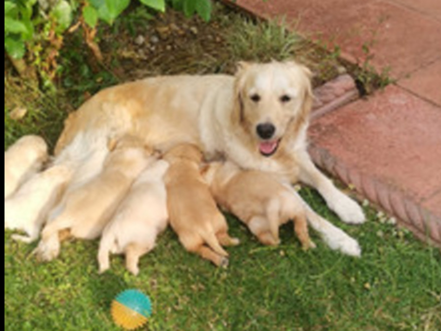 Home Train Golden Retriever Puppies for Sale 3