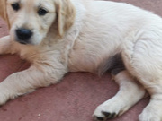 Home Train Golden Retriever Puppies for Sale 2