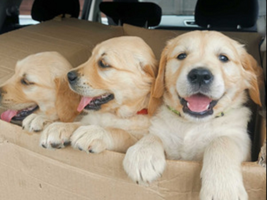 Home Train Golden Retriever Puppies for Sale 4