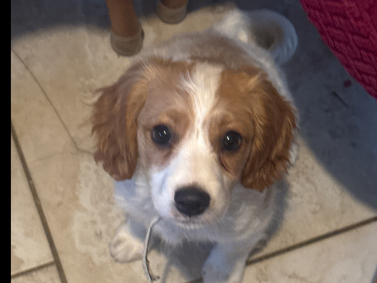 Cavapoo for sale
