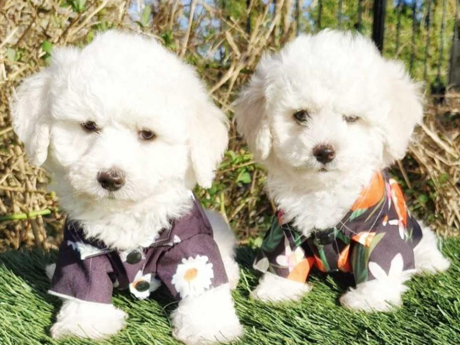 💥Pedigree Irish Kennel Club Registered Bichon Frise 4