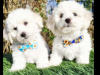 💥Pedigree Irish Kennel Club Registered Bichon Frise 2