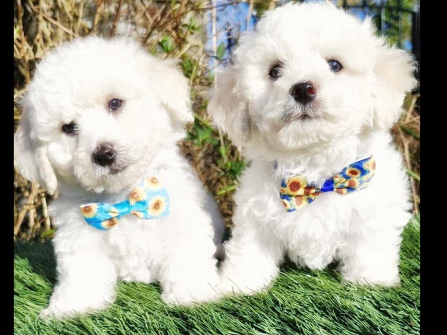 💥Pedigree Irish Kennel Club Registered Bichon Frise 2