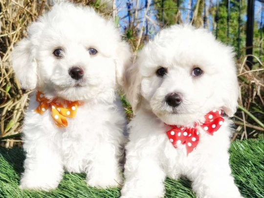💥Pedigree Irish Kennel Club Registered Bichon Frise