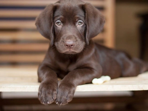 175 Best Brown Dog Names: Unique, Fun & Creative Ideas for Your Pup